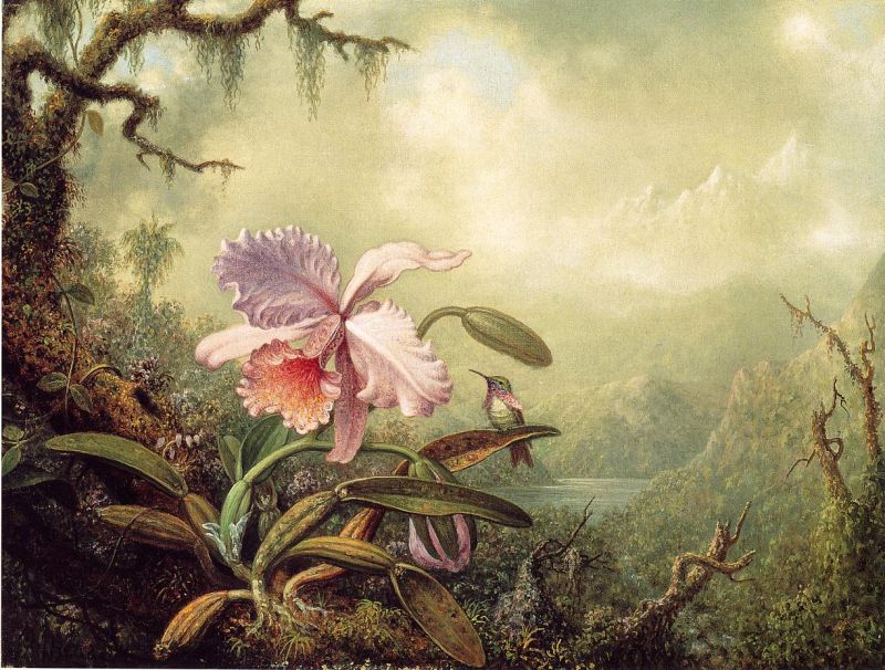 Heliodore&#39;s Woodstar and a Pink Orchid