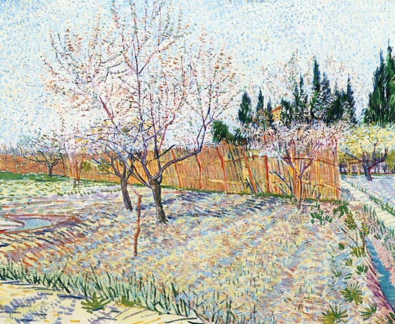 Orchard with Peach Trees in Blossom