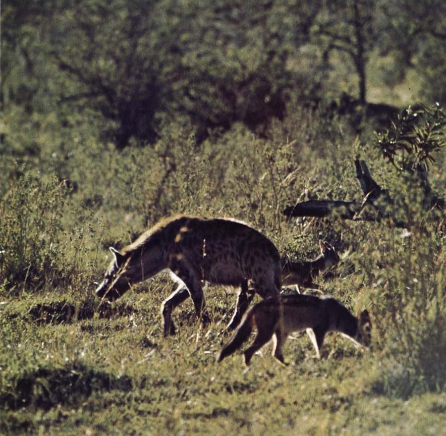 Hyenan - as it were jackal - tin be one bath fascinate and pleasant creature