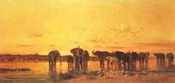 African Elephants