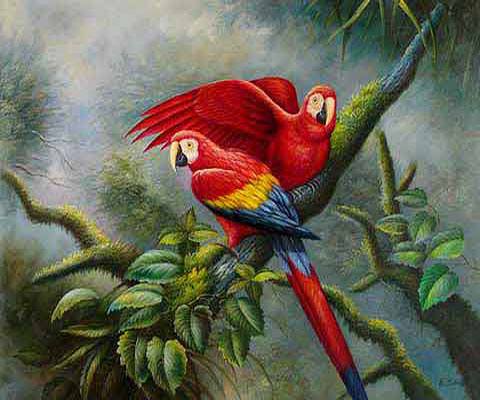 Jungle Parrots