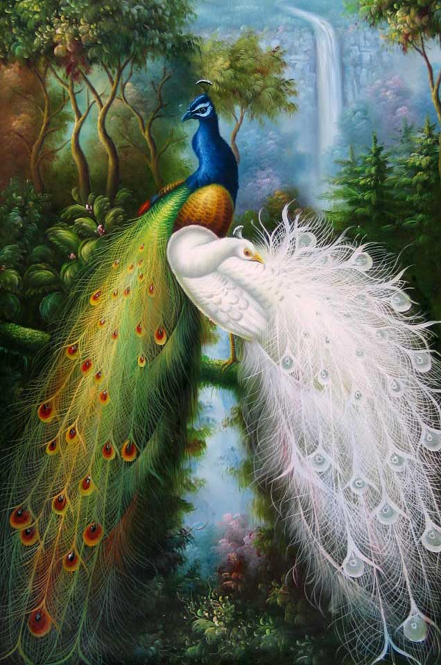 Majestic Peacocks