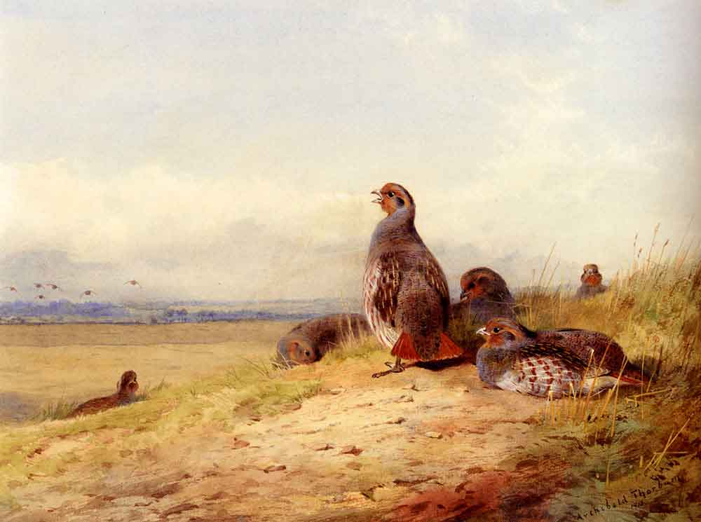 Red Partridge