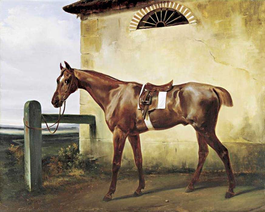 A Saddled Race Horse Tied to a Fence