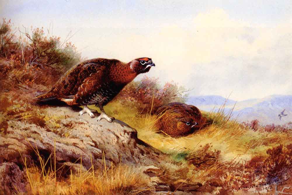 Cock Grouse