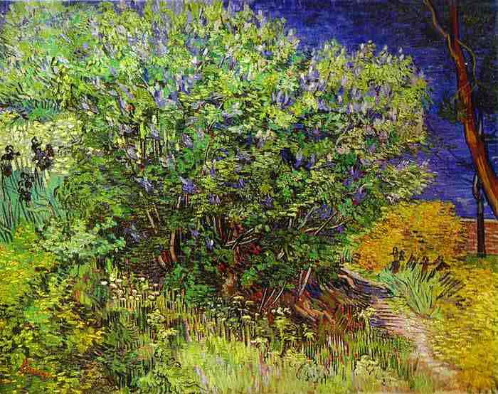 Lilac Bush