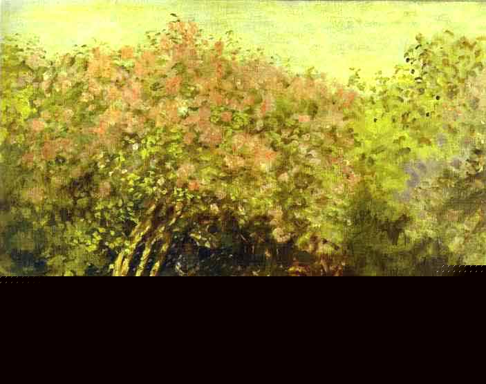 Lilacs in the Sun