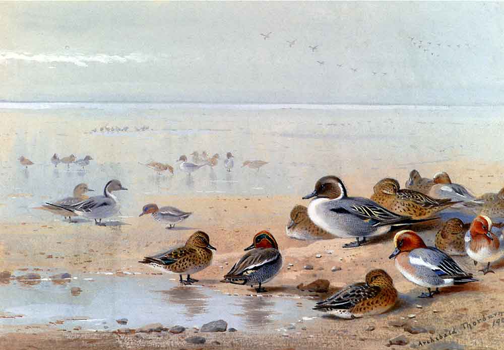 Pintail Teal and Wigeon on the Seashore