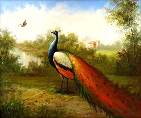 Colorful Peacock
