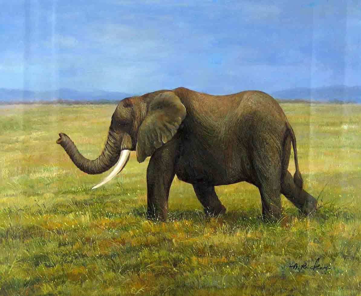 Elephant