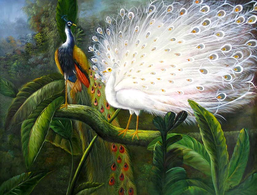 Peacocks