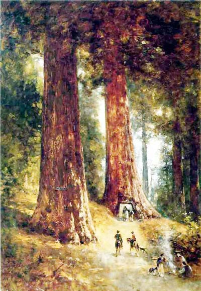 In the Redwoods