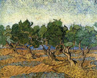 Olive Grove