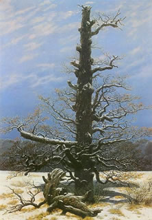 Oak Tree in Snow