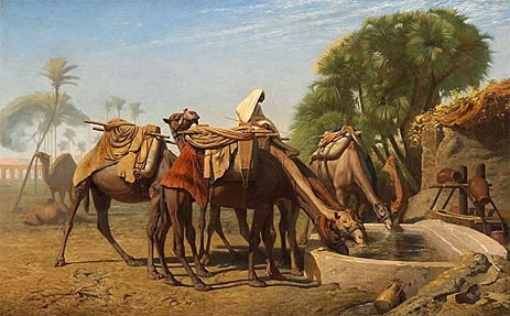 Camels at the Trough