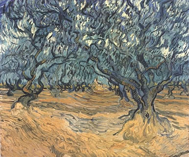 Olive Trees