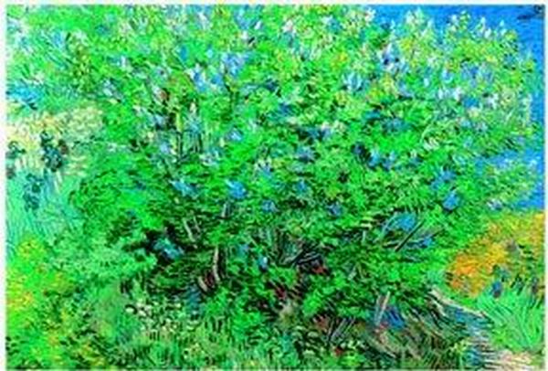 Lilac Bush