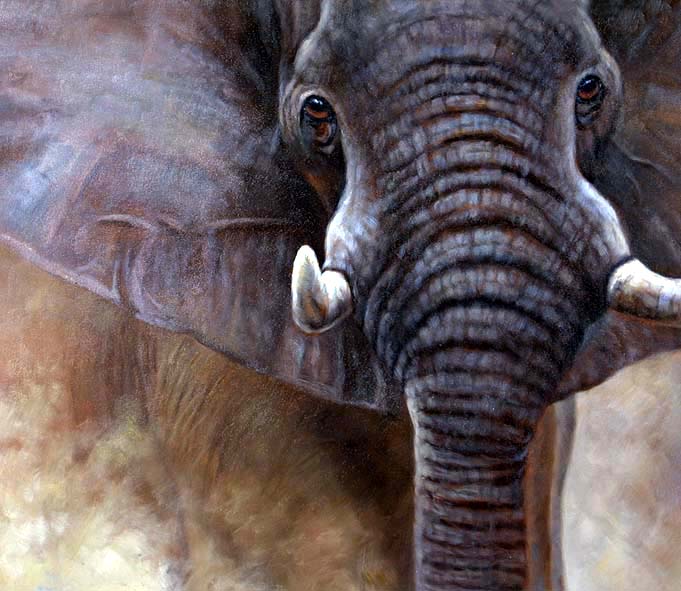 Portrait of an African Elephant