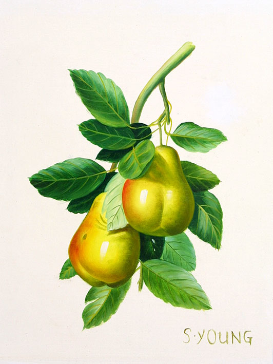 Two Pears