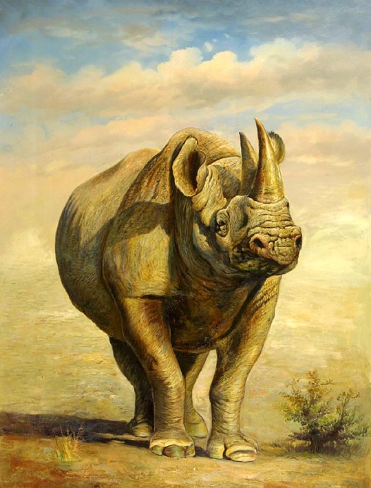 A Rhinoceros