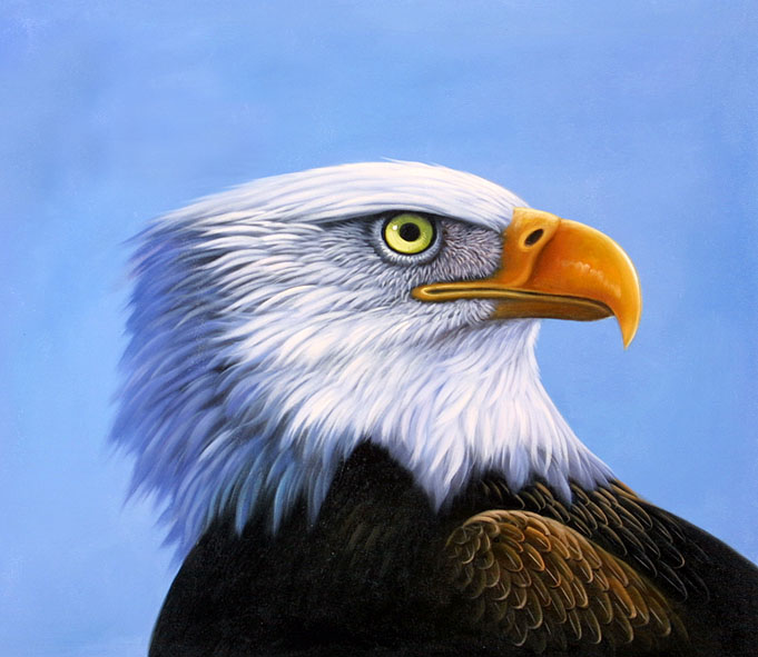 Eagle Portrait