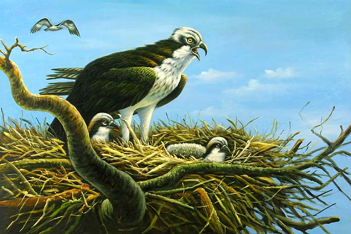Falcons Nest