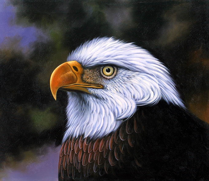 Eagle Portrait