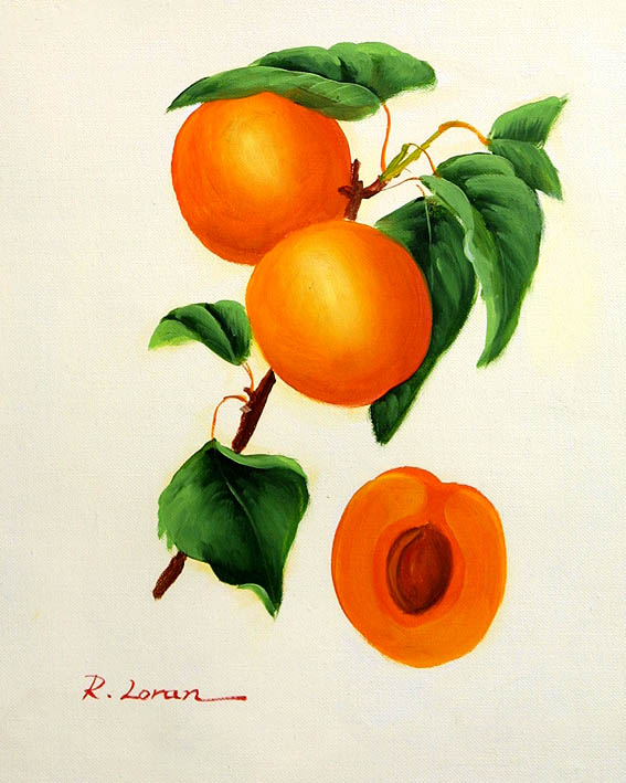 Apricots