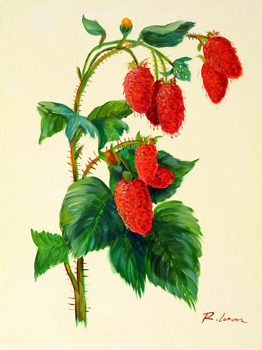 Raspberries