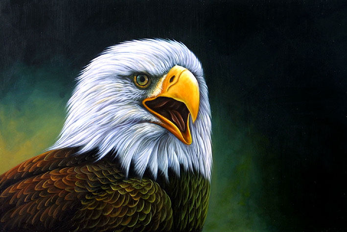 American Bald Eagle Portrait