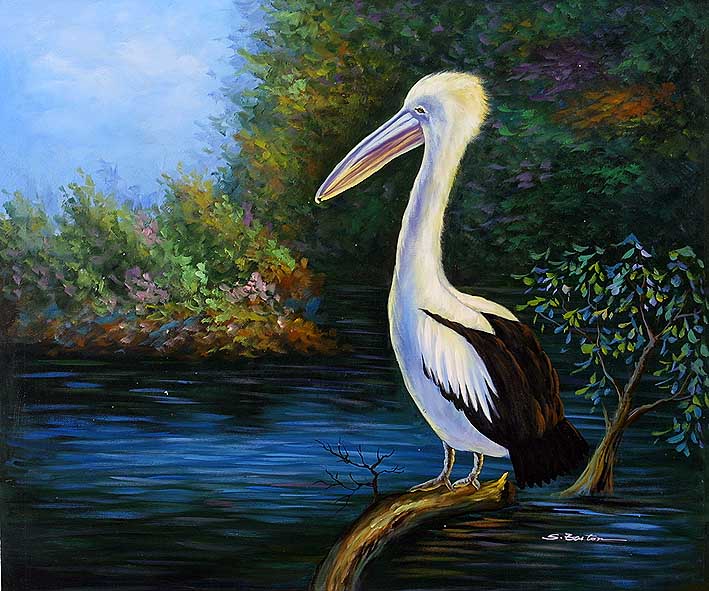 Freshwater Pelican