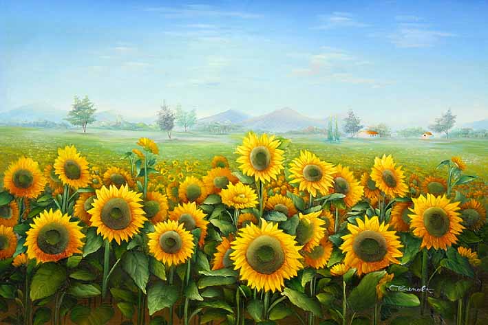 Sunflower Fields