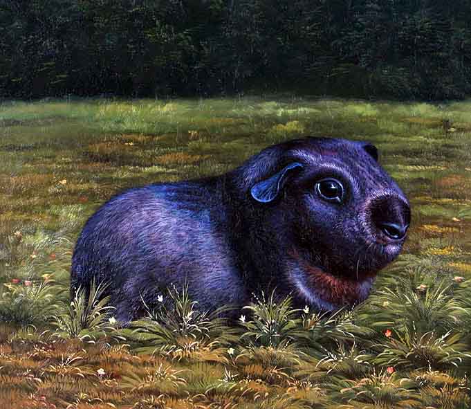 Black Guinea Pig