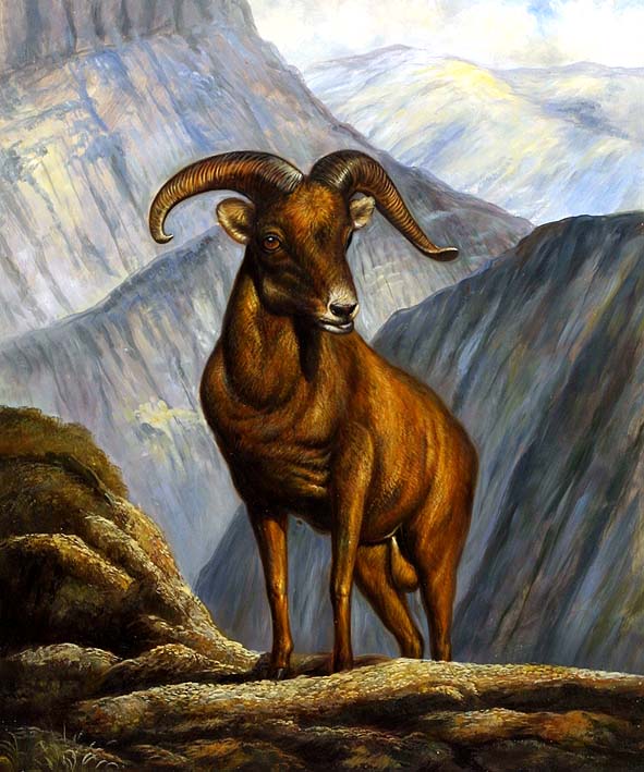 Mountain Goat