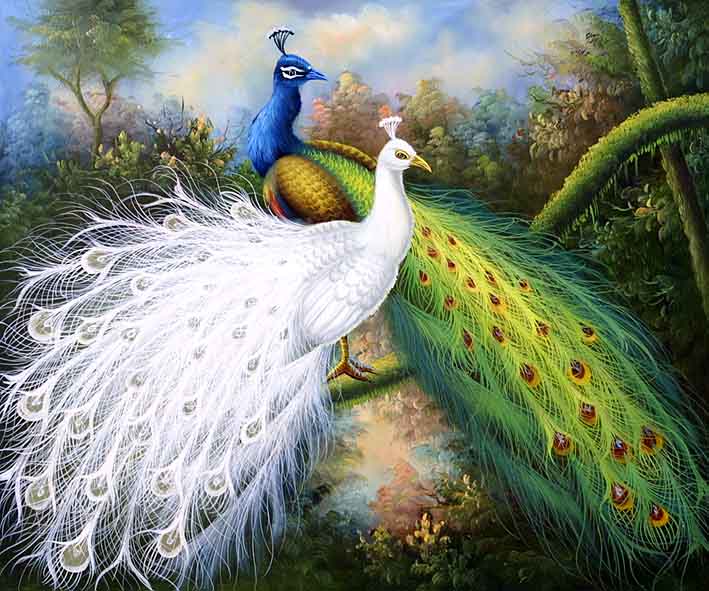 Peacock Couple