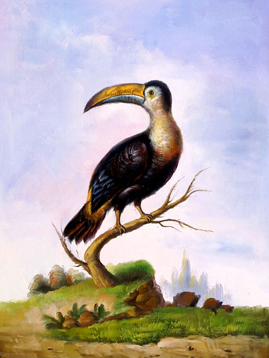The Toucan Bird