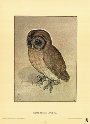 Duerer Albrecht Little Owl