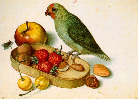 Georg Flegel Still Life with Pygmy Parrot