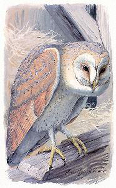 Louis Agassiz Fuertes Common Barn Owl