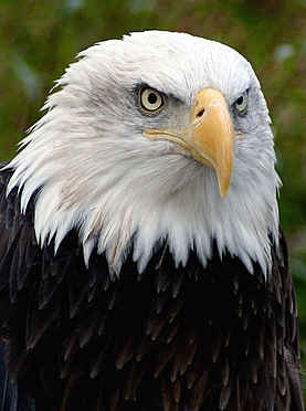 American Bald Eagle