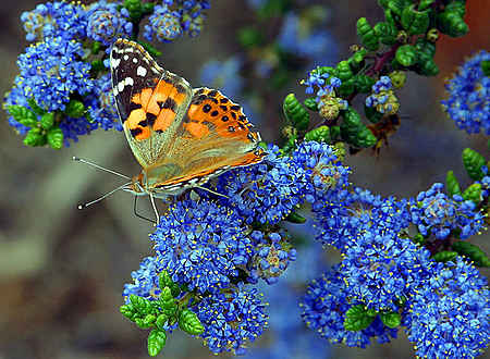 Butterfly with Blue Flowers