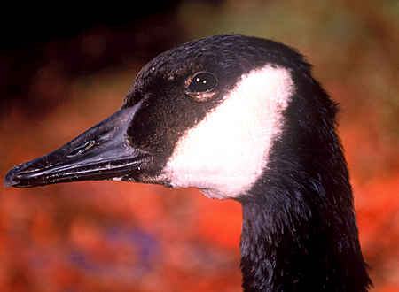 Canadian Goose Close-Up