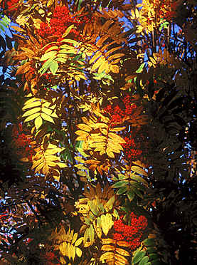 Fall Foliage