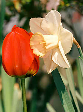 Kissing Flowers - Daffodil and Tulip