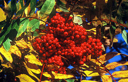 Mountain Ash Tree (detail)