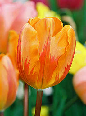 Orange and Red Tulip