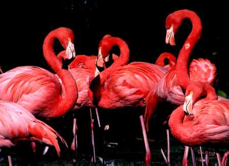 Pink Flamingos of Florida