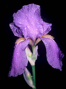 Purple Bearded Iris