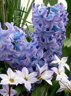 Purple and Lavender Flowers