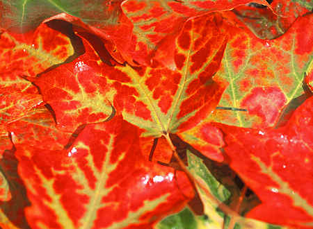 Red Fall Leaves